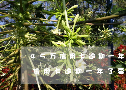 45万信用卡逾期一年了要还多少-45万信用卡逾期一年了要还多少利息