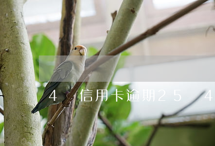 4張信用卡逾期25萬（4張信用卡逾期25萬）