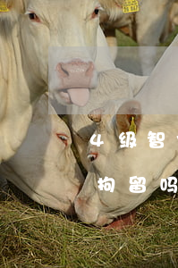 4级智力残疾人网贷逾期(智力残疾四级可以拘留吗)