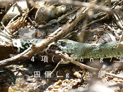 4項(xiàng)網(wǎng)貸逾期(四個(gè)網(wǎng)貸逾期會(huì)怎么樣)