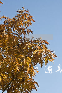 5000信用卡逾期利息怎么算(信用卡500逾期一年要還多少)