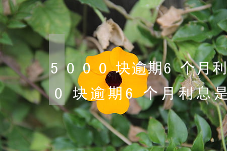 5000块逾期6个月利息是多少-5000块逾期6个月利息是多少钱