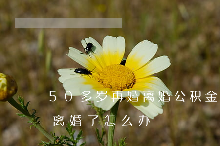 50多岁再婚离婚公积金怎么分(50多岁了离婚了怎么办)