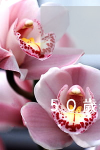 50歲老人離婚二次(50歲離異女人再婚難)