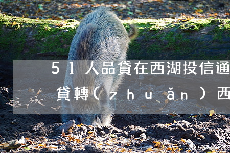 51人品貸在西湖投信通還款了-51人品貸轉(zhuǎn)西湖投信通