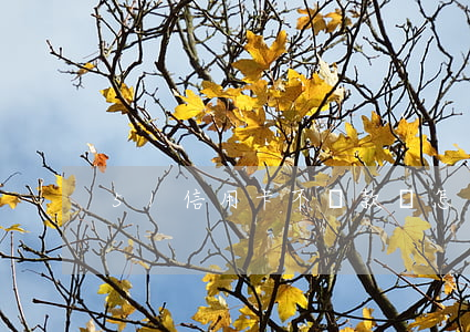 51信用卡不還款會怎么樣