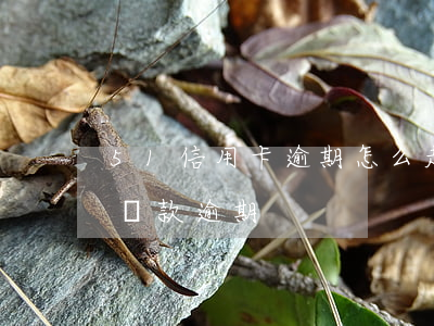 51信用卡逾期怎么走法律程序-51信用貸款逾期