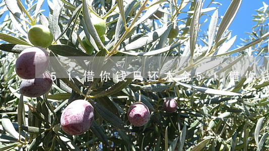 51借你钱只还本金 51借你钱app下载