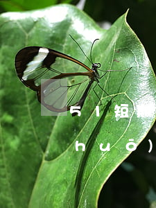 51短期貸審核多久的?。?1短期貸說(shuō)我逾期了）