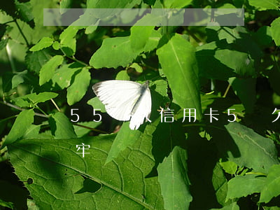 55歲欠信用卡5萬(欠信用卡五萬以下會坐牢嗎)