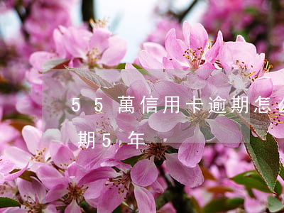 55萬信用卡逾期怎么辦(信用卡欠60萬逾期5年)