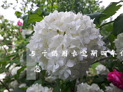 5千信用卡逾期四年(信用卡4千逾期兩年會怎樣)