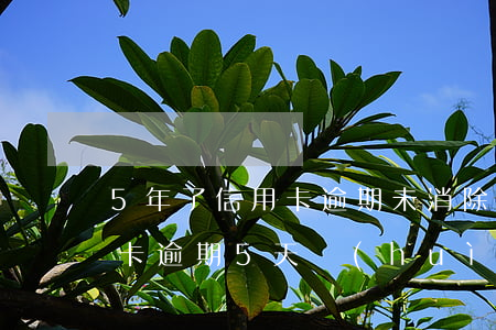 5年了信用卡逾期未消除記錄嗎(忘記還信用卡逾期5天會(huì)有不良記錄嗎)