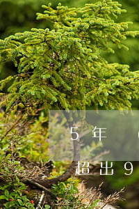 5年內(nèi)逾期11個(gè)月未超出90天