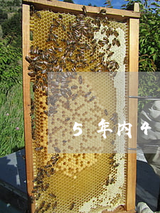 5年内4个月逾期能办房贷
