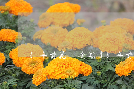 5年前花唄逾期了(5年前花唄逾期了)