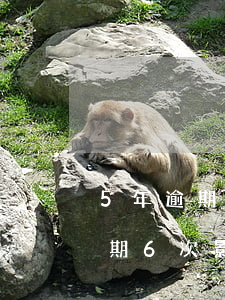 5年逾期6次能貸款嗎(5年內(nèi)逾期6次影響貸款嗎)