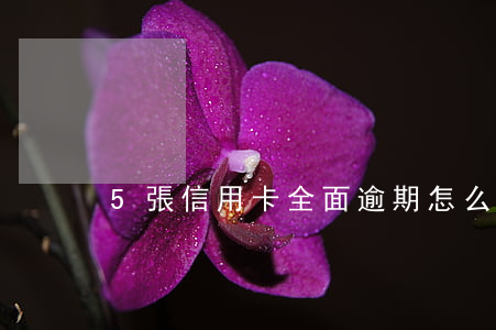 5張信用卡全面逾期怎么辦