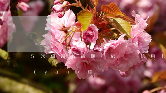 5次信用卡逾期可房貸嗎(信用卡逾期五次嚴(yán)重嗎)