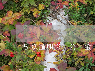 5次逾期影響公積金貸款(五次逾期影響房貸嗎)