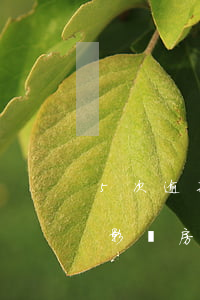 5次逾期會影響到房貸嗎(五年內兩次逾期會影響房貸嗎)