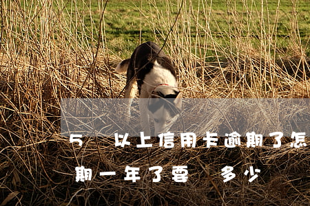 5萬以上信用卡逾期了怎么辦 5萬信用卡逾期一年了要還多少