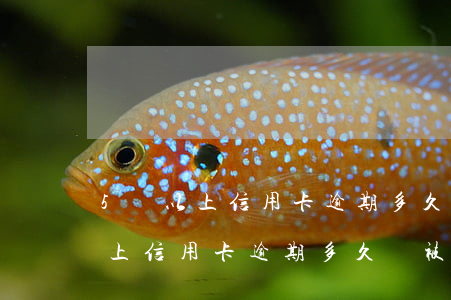 5萬以上信用卡逾期多久會被起訴-5萬以上信用卡逾期多久會被起訴呢