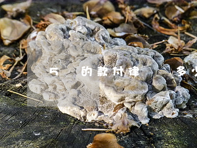 5萬的款付律師費多少(5萬律師費收多少)
