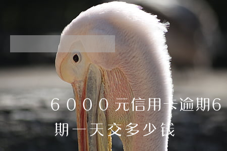6000元信用卡逾期(6000元信用卡逾期一天交多少钱)