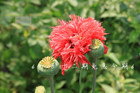 618十二期免息分期(618 24期免息)