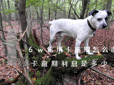 6w信用卡逾期怎么還(6萬(wàn)信用卡逾期利息是多少)