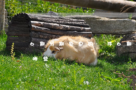 6期分期免息的軟件(6期分期免息的軟件有哪些)