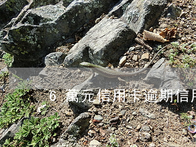 6萬元信用卡逾期(信用卡欠6萬逾期兩年)