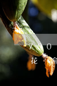 700塊花唄逾期1個月利息多少(700塊花唄逾期1個月利息多少)