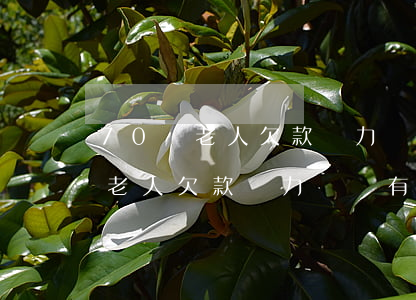 70歲老人欠款無力償還有退休金-70歲老人欠款無力償還有退休金嗎
