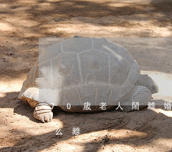 70歲老人鬧離婚的原因(70歲老人離婚怎么離)