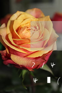 714網(wǎng)貸逾期上征信嗎(714網(wǎng)貸不還會(huì)有什么后果)