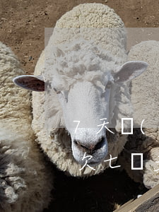 7天網(wǎng)貸欠80個不還怎么辦(欠七萬多網(wǎng)貸怎么辦)