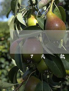 7天貸款利息高還不起-七天貸款利息