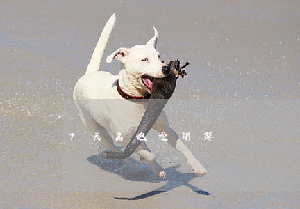7天高炮逾期群