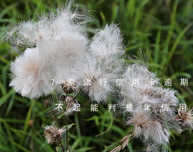 7家銀行信用卡逾期共15萬(wàn),還不起能判幾年?（信用卡60萬(wàn)逾期也還不上）