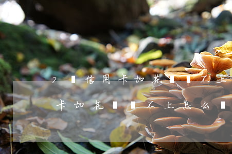 7張信用卡加花唄還不上怎么辦-7張信用卡加花唄還不上怎么辦呢