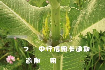 7萬中行信用卡逾期滯納金(中信信用卡5萬逾期費用)