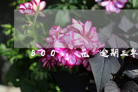 800塊錢花唄逾期三年