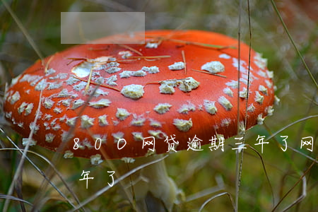 80O网贷逾期三年了(网贷逾期很久了两三年了)