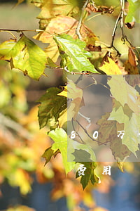 80万债务律师费用是多少（80万债务律师费用）