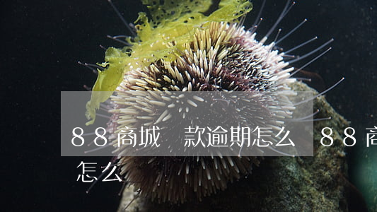88商城貸款逾期怎么辦(88商城貸款逾期怎么辦)