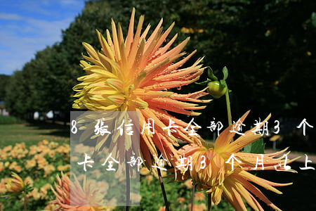 8张信用卡全部逾期3个月以上-8张信用卡全部逾期3个月以上怎么办