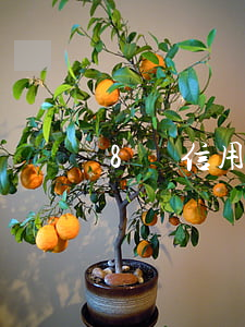 8張信用卡全部逾期（八行信用卡全部逾期）