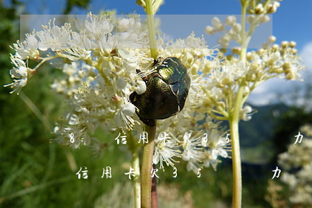 8張信用卡欠35萬無力償還怎么辦-8張信用卡欠35萬無力償還怎么辦呢